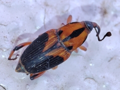 Metamasius sericeus