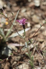 Lessingia ramulosa