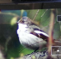 Ficedula hypoleuca