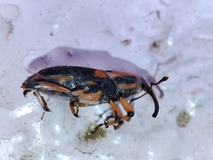 Metamasius sericeus
