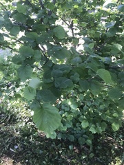 Corylus avellana