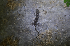 Gekko japonicus