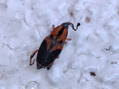 Metamasius sericeus