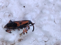 Metamasius sericeus