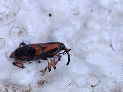 Metamasius sericeus