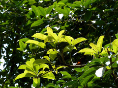 Osmanthus fragrans