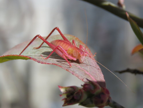 Australian Common Garden Katydid photo 3