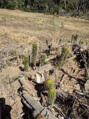 Trichocereus spachianus