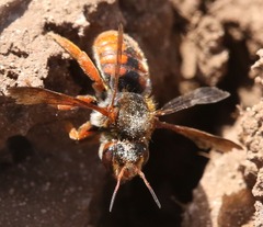 Rhodanthidium