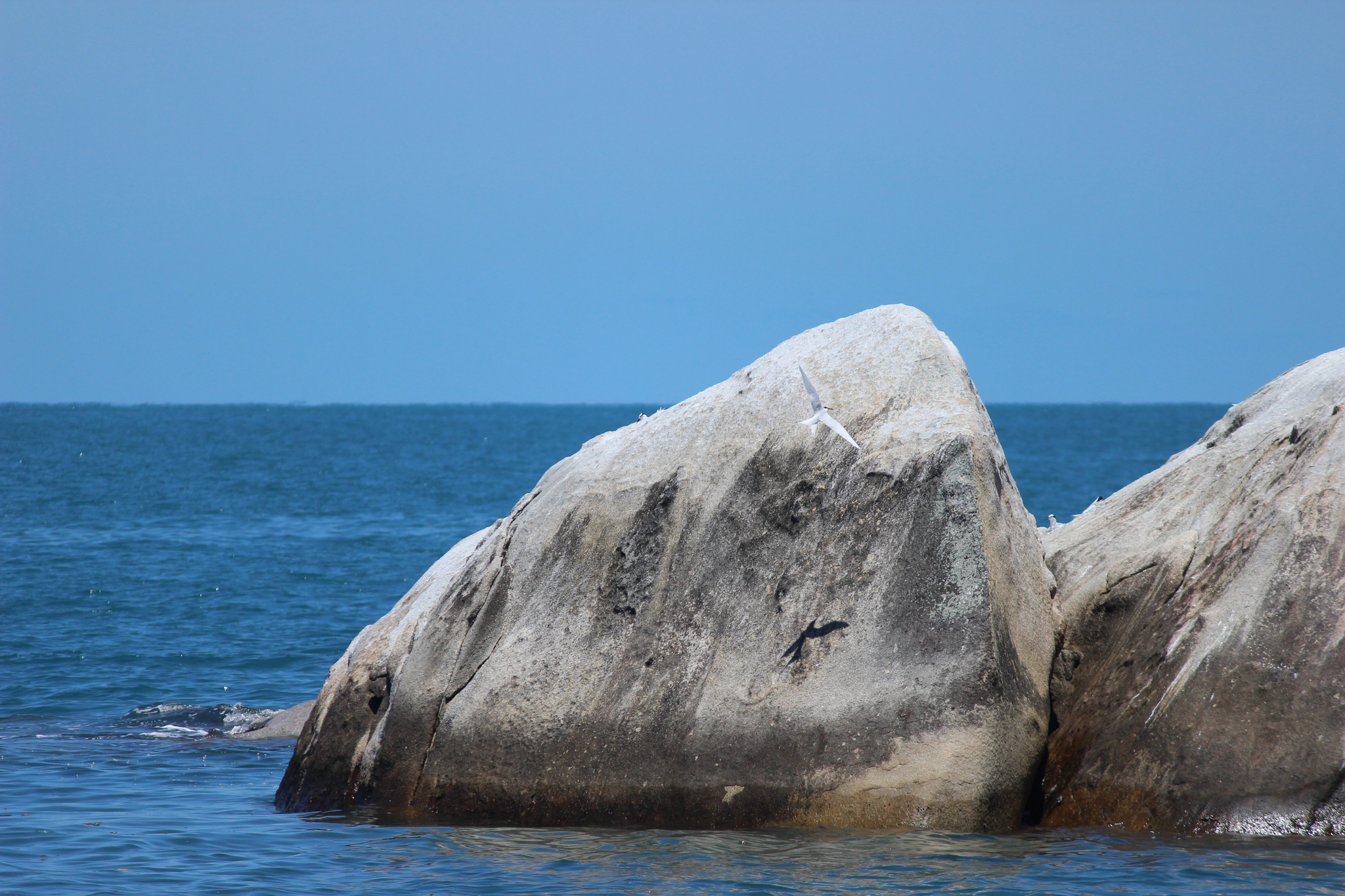 Black-naped Tern
