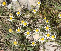 Anthemis secundiramea