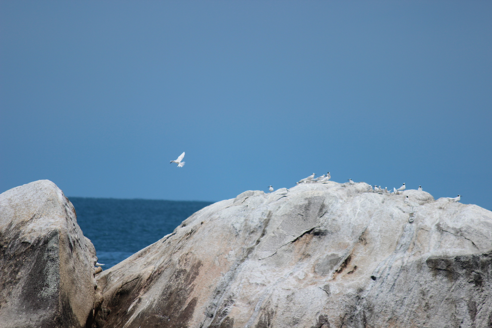 Black-naped Tern