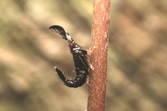 Hylicinae