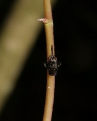 Hylicinae
