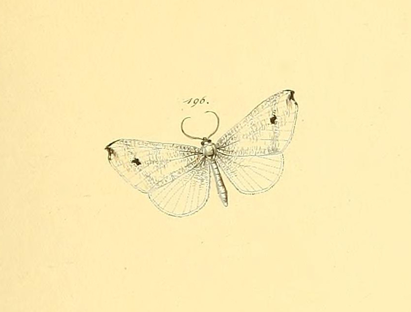 Macrosoma ustrinaria