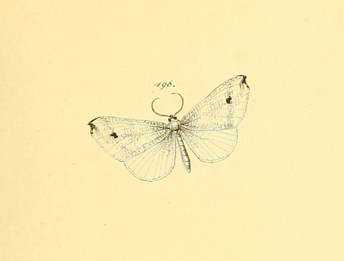 Macrosoma ustrinaria