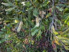 Macadamia tetraphylla