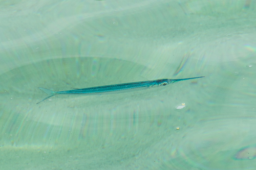 Lutke's Halfbeak