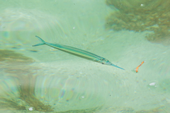 Hyporhamphus melanopterus