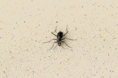 Hypaetha biramosa
