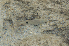 Lutjanus russellii