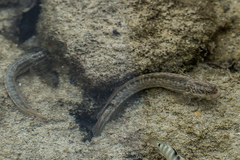 Istiblennius dussumieri