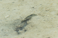 Cryptocentrus caeruleomaculatus