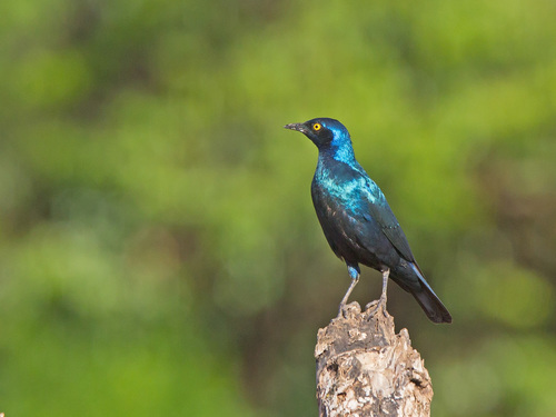 Greater Blue-eared Starling