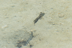 Cryptocentrus caeruleomaculatus