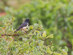 Speculipastor bicolor