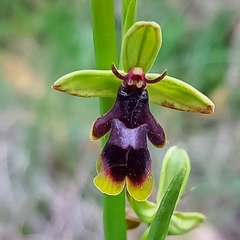 Ophrys insectifera subinsectifera