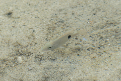 Lutjanus russellii