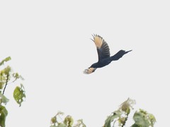 Onychognathus tenuirostris