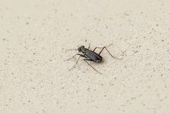 Hypaetha biramosa