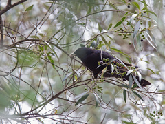 Onychognathus albirostris