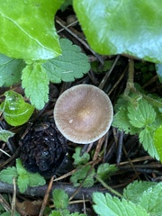 Strobilurus tenacellus