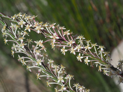 Struthiola myrsinites