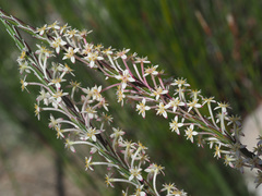 Struthiola myrsinites