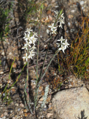 Struthiola myrsinites