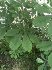 Aesculus hippocastanum