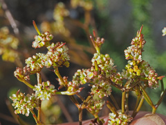 Centella thesioides