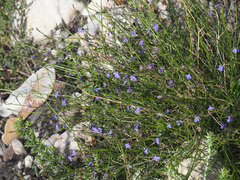 Lobelia setacea