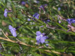Lobelia setacea