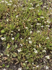 Capsella bursa-pastoris