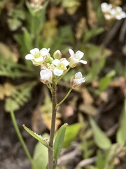Capsella bursa-pastoris