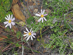 Athrixia heterophylla