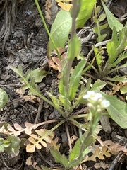 Capsella bursa-pastoris