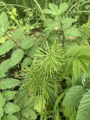 Equisetum