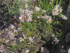 Athrixia heterophylla