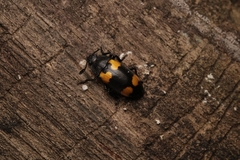 Episcapha quadrimacula